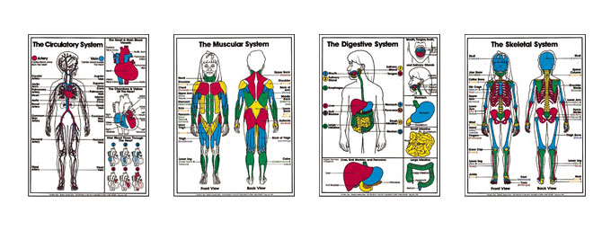 Grades 4-6 Anatomy Posters