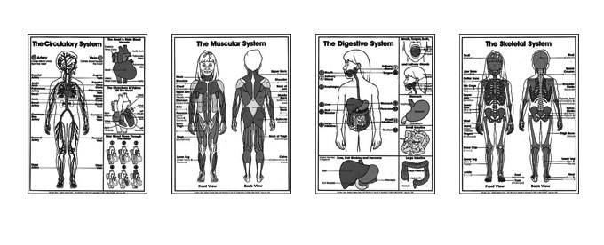 Grades 4-6 Anatomy Coloring Sheets