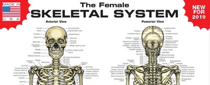 NEW! Anatomy Posters