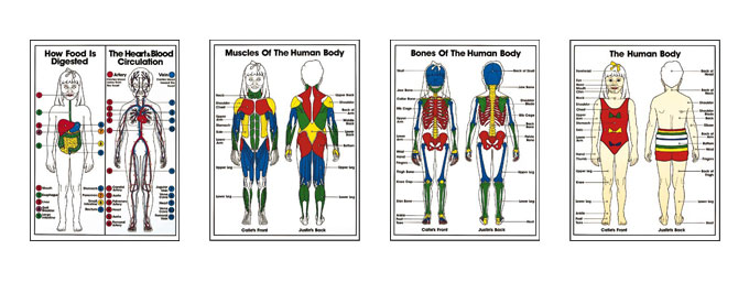 Grades K-3 Anatomy Posters