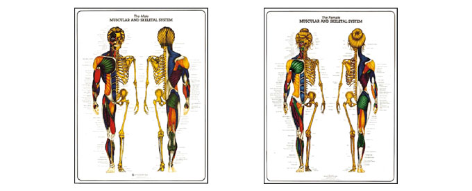 Muscular & Skeletal System Posters