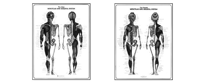 Muscular & Skeletal System Study Sheet