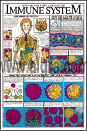Immune System Poster