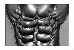 Abdominal Muscle Poster