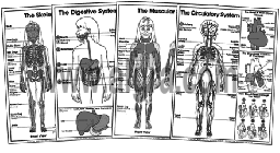 Complete Anatomy Coloring Sheet Series