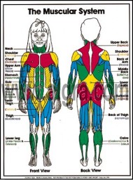 Muscular System Poster