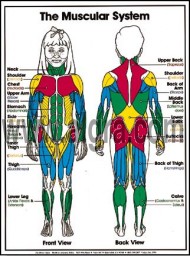 Muscular System Poster