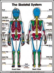 Skeletal System Poster