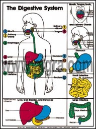 Digestive System Poster