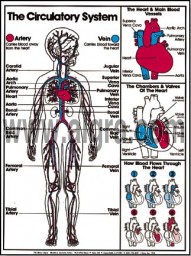 Circulatory System Poster