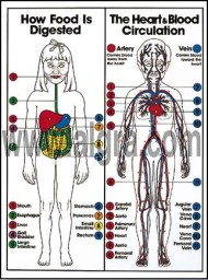 Digestive & Blood Circulation Poster