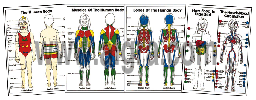 Complete K-3 Anatomy Poster Series