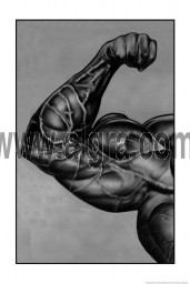 Arm Muscle Poster