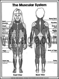 Muscular System Coloring Sheets