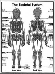 Skeletal System Coloring Sheets