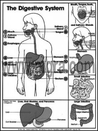 Digestive System Coloring Sheet