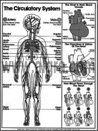 Circulatory System Coloring Sheet