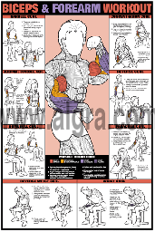 Biceps & Forearm Workout Poster