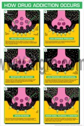 How drug addiction Occurs 8 1/2 x 11 Color Transparency