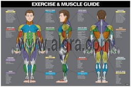 Male Exercise & Muscle Guide Poster 2017
