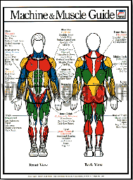Muscle Guide- Male Poster