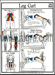 Leg Curl Poster