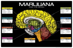 Marijuana and the Brain 8 1/2 x 11 Color Transparency