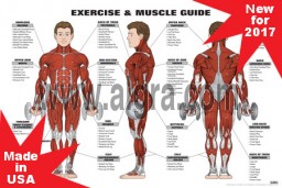Exercise and muscle guide Male Red