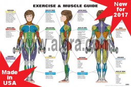 Female Exercise & Muscle Guide Poster