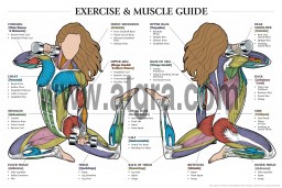 Muscle chart deals with exercises