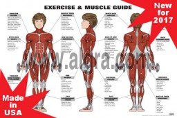 Female Exercise & Muscle Guide Poster 2017 RED