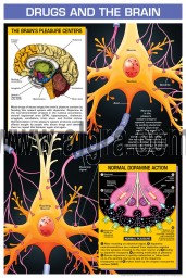 Drugs and the Brain