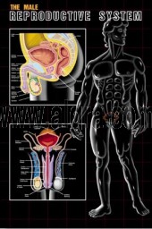 Male Reproductive System Poster