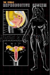 Female Reproductive System Poster