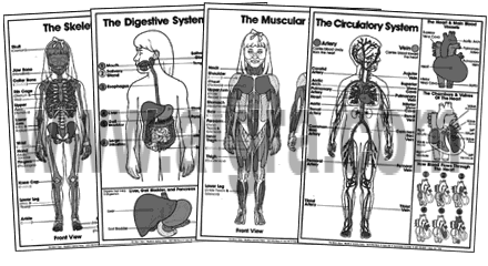 Complete Anatomy Coloring Sheet Series