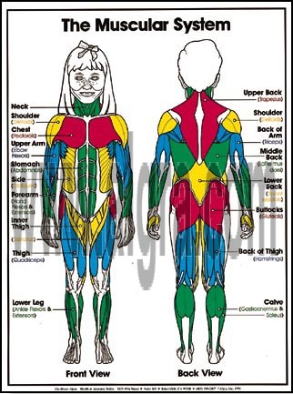Muscular System Poster
