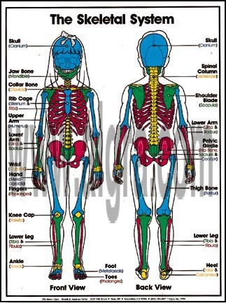 Skeletal System Poster