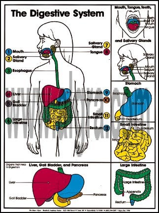 Digestive System Poster