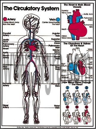 Circulatory System Poster