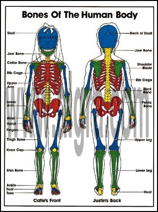 Bones Poster