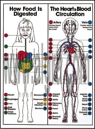 Digestive & Blood Circulation Poster