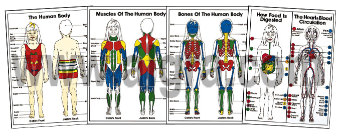 Complete K-3 Anatomy Poster Series