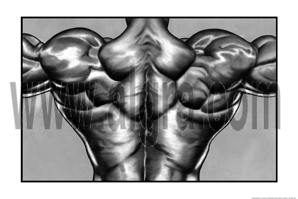 Back Muscle Poster