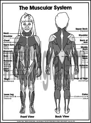 Muscular System Coloring Sheets