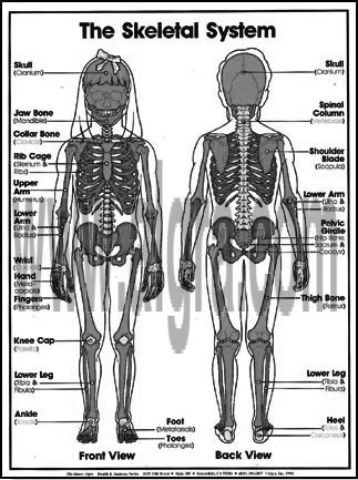 Skeletal System Coloring Sheets