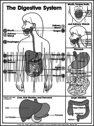 Digestive System Coloring Sheet