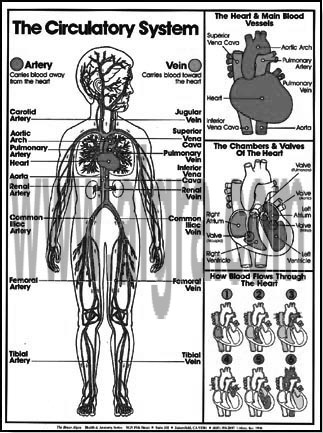Circulatory System Coloring Sheet