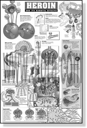 Harmful Effects of Heroin Study Sheets