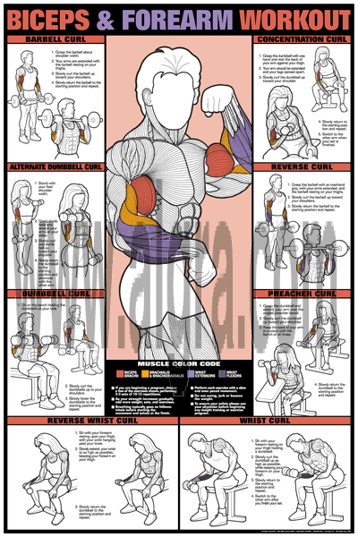 Biceps & Forearm Workout Poster