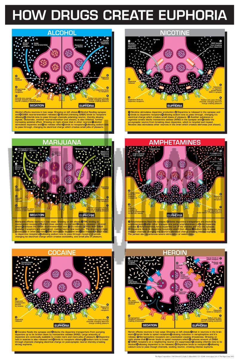 How Drugs Create Euphoria 8 1/2 x 11 Color Transparency